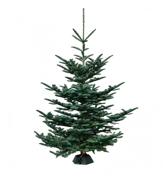 Bio Weihnachtsbaum Premium-Bioland-Nobilistanne 1,50-1,80 Meter