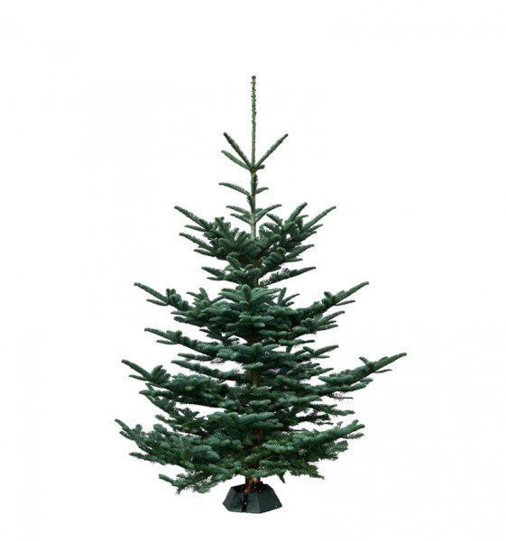 Weihnachtsbaum Premium-Bioland-Nobilistanne 1,20-1,50 Meter