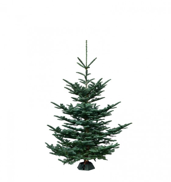 Weihnachtsbaum Premium-Bioland-Nobilistanne 0,90-1,20 Meter